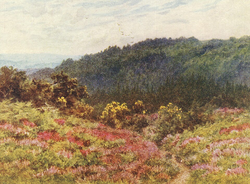 Black Down, the highest listed hill in South Downs National Park
