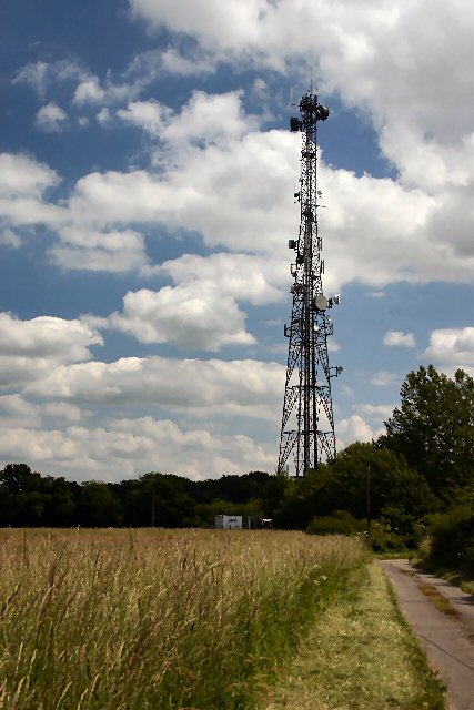 Great Wood, 129 m, Suffolk