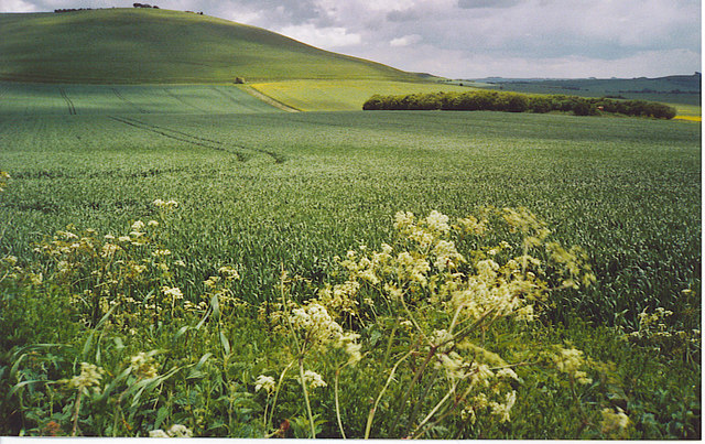 Milk Hill, 294 m, Wiltshire