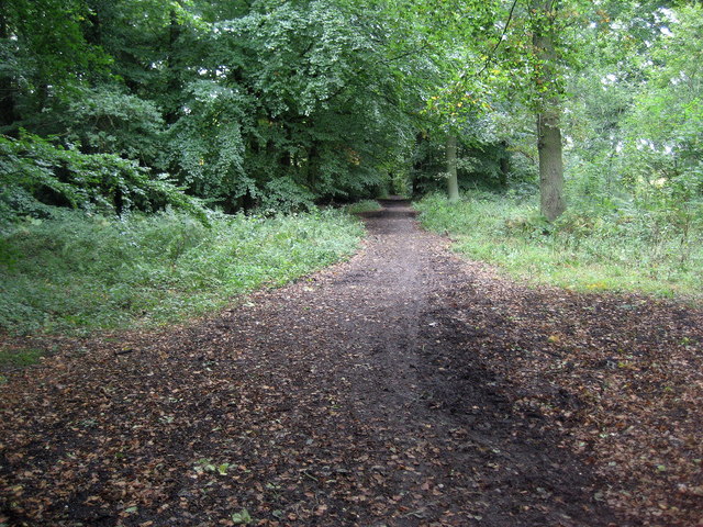 Pavis Wood, 244 m, Buckinghamshire/Hertfordshire
